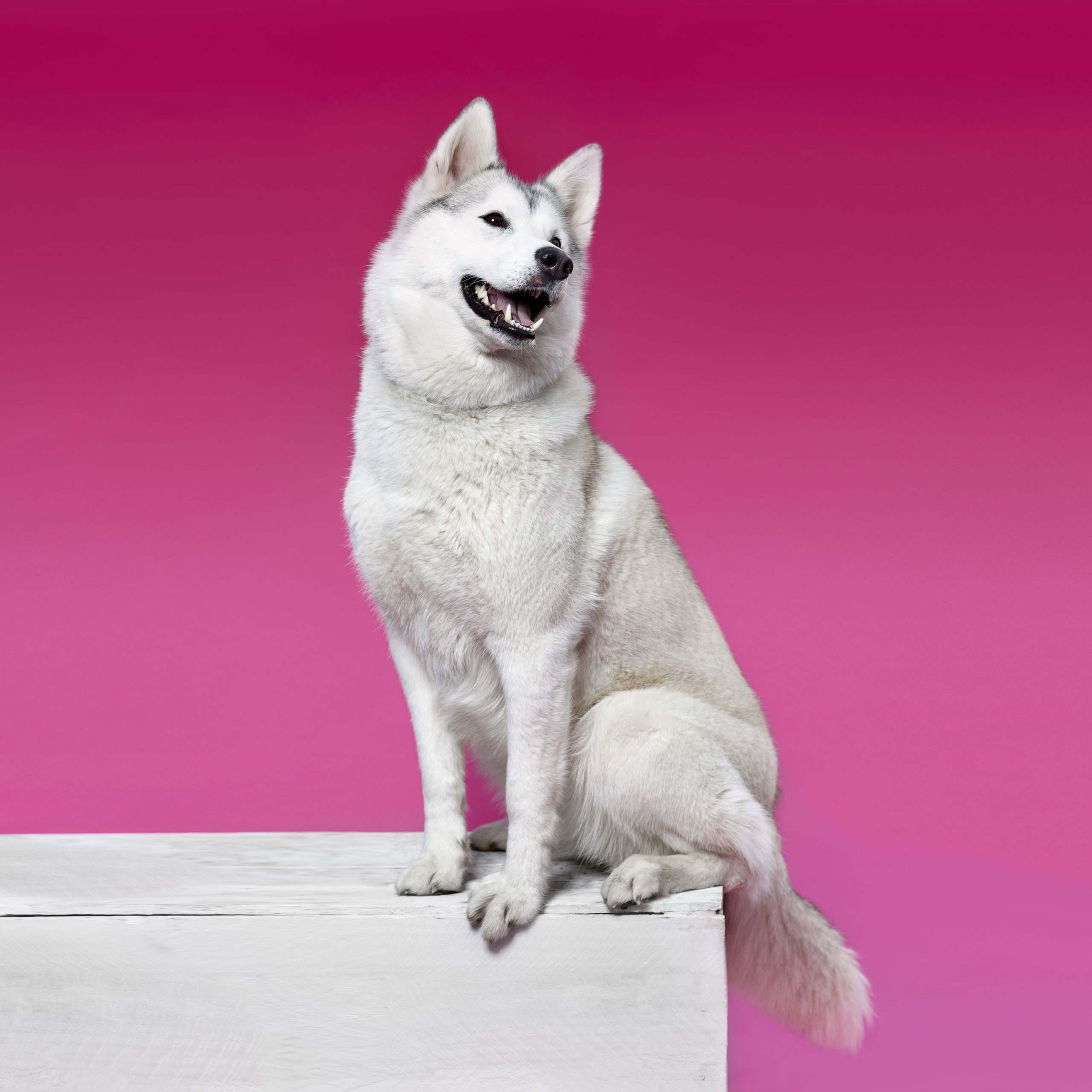 Husky im Studio vor pinken Hintergrund.