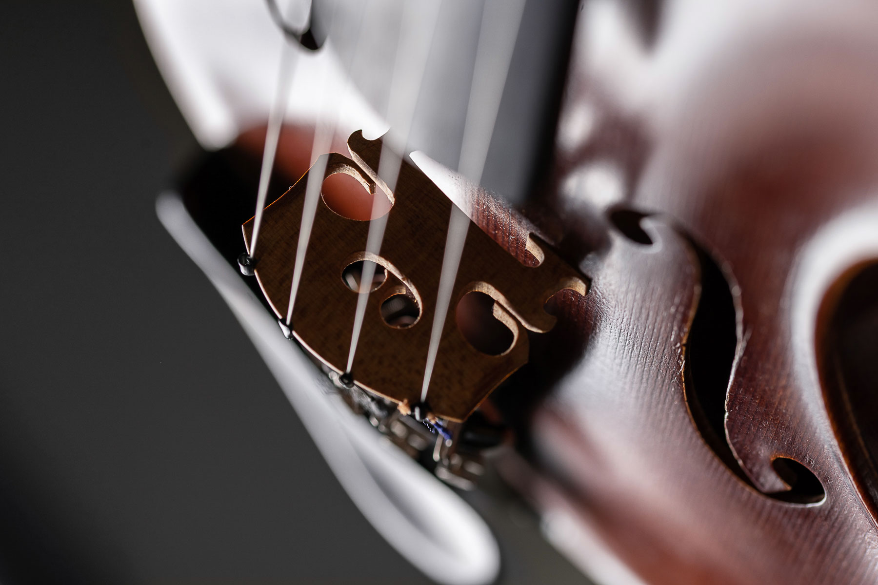 Eine Geige bzw. Violine vor grauem Hintergrund im Fotostudio fotografiert. Der Steg der Geige im Detail.