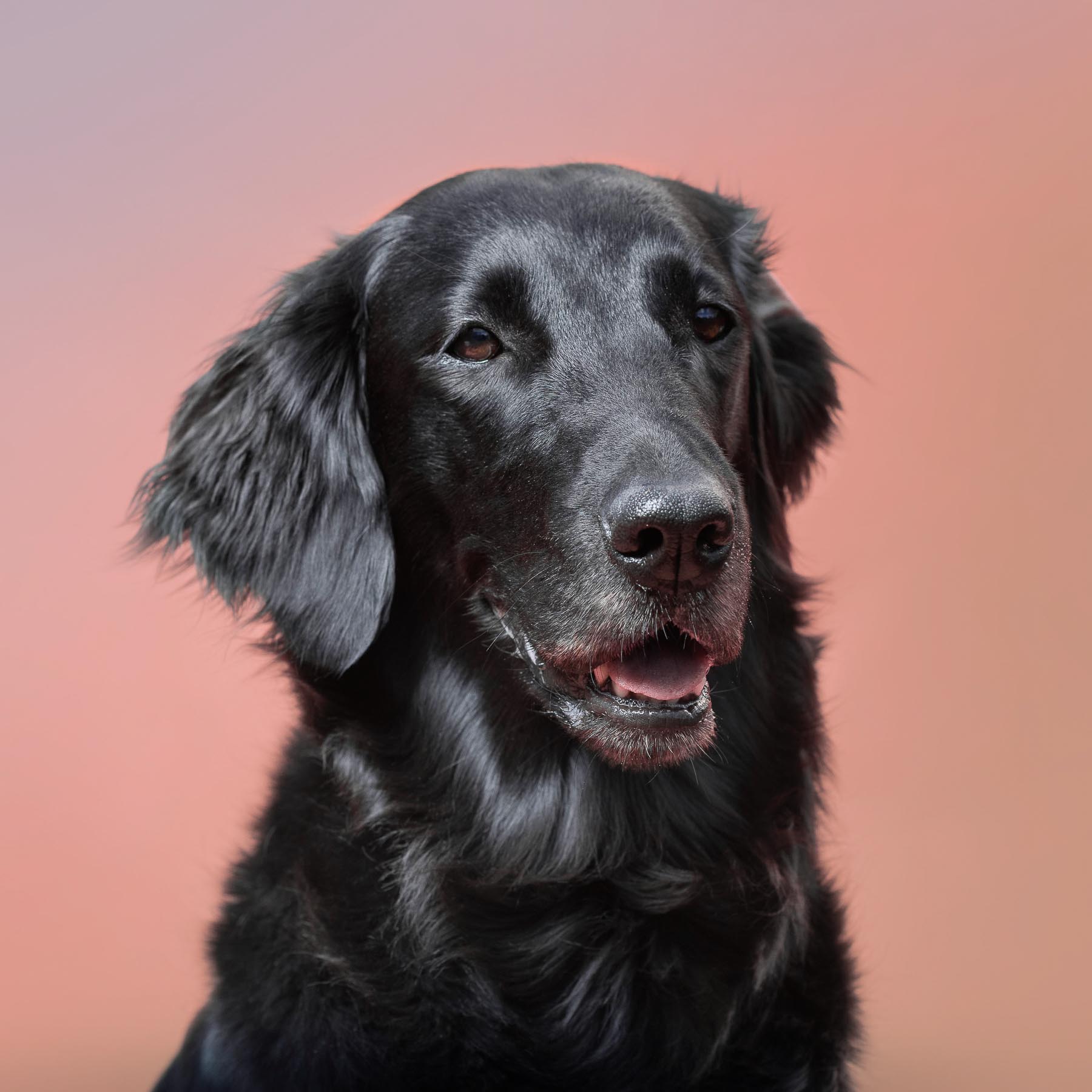 Labrador in Schwarz vor farbigem Studio- Hintergrund.