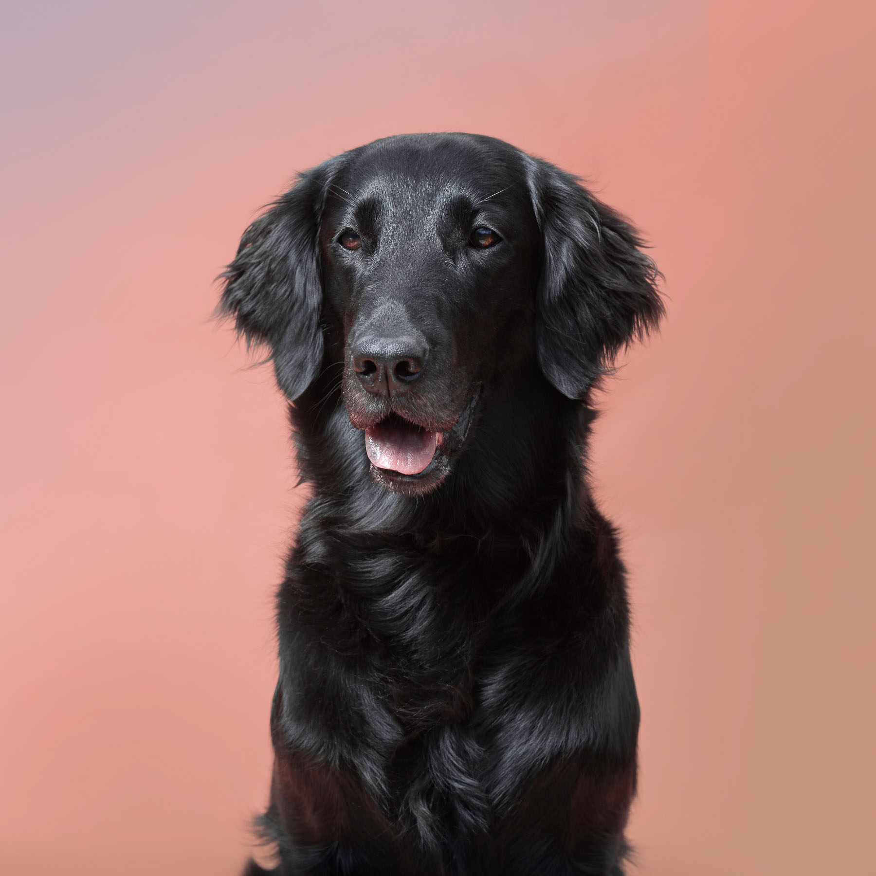 Labrador in Schwarz vor farbigem Studio- Hintergrund.