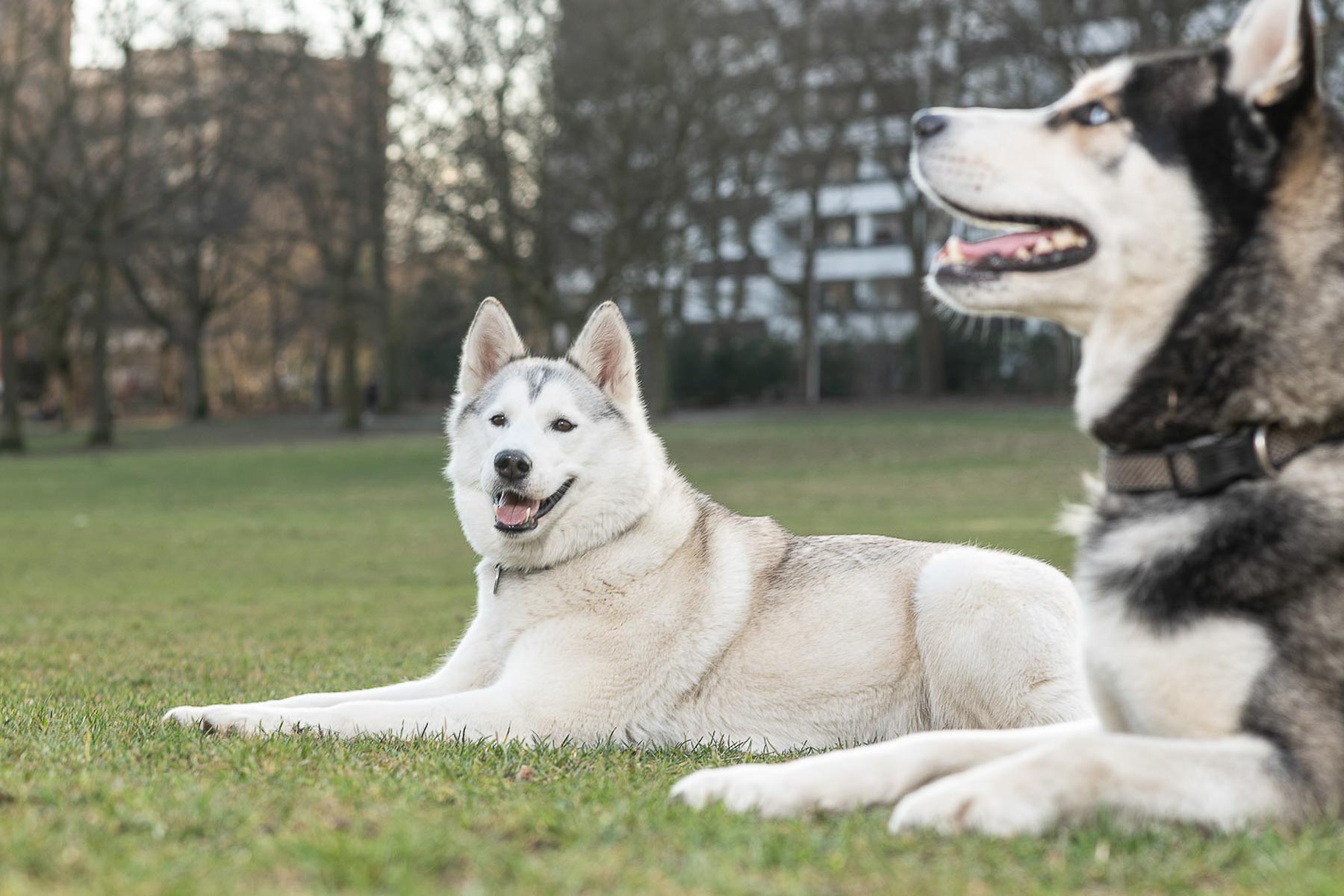 Zwei Hunde der Rasse Husky im Kölber Vorgebirgspark auf einer Hundewiese.