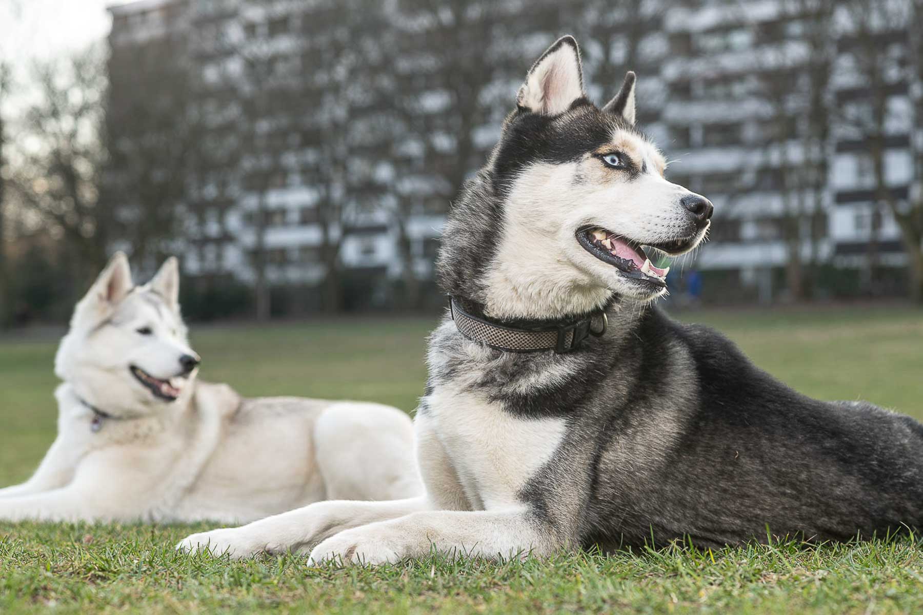 Zwei Hunde der Rasse Husky im Kölber Vorgebirgspark auf einer Hundewiese.