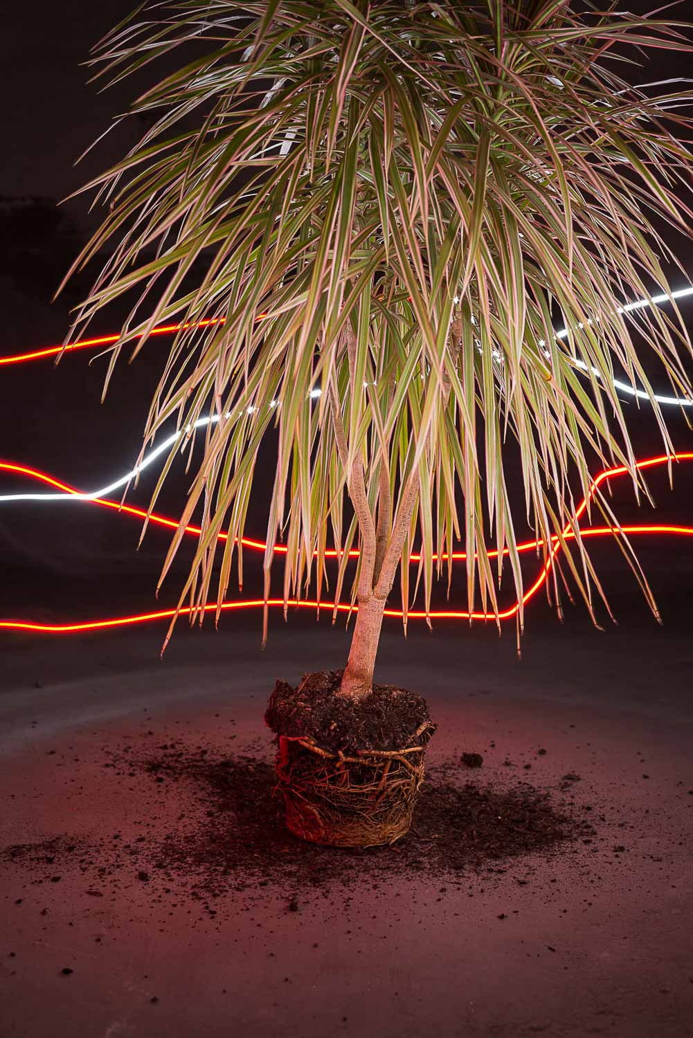 Die Zimmerpflanze ohne Topf wird durch einen Lichtstrahl kunstvoll beleuchtet