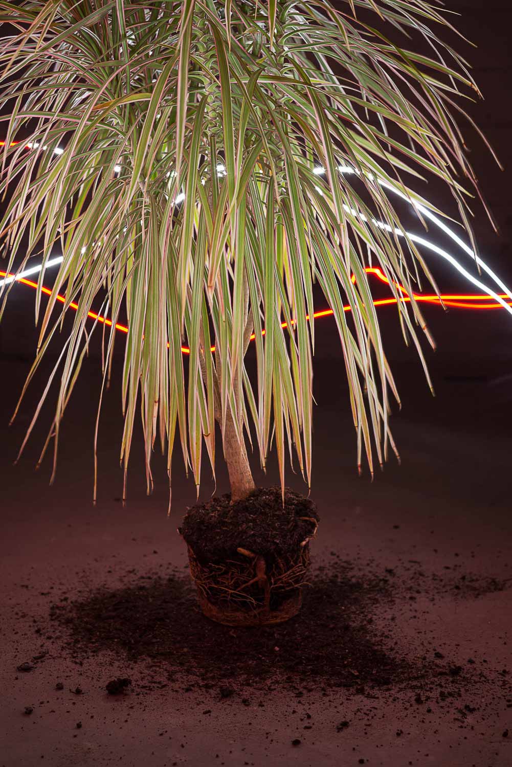 Die Zimmerpflanze ohne Topf wird durch einen Lichtstrahl kunstvoll beleuchtet